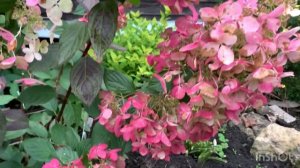 КРАСАВИЦА ГОРТЕНЗИЯ АНЖЕЛ БЛАШ, Румянец Ангелов.