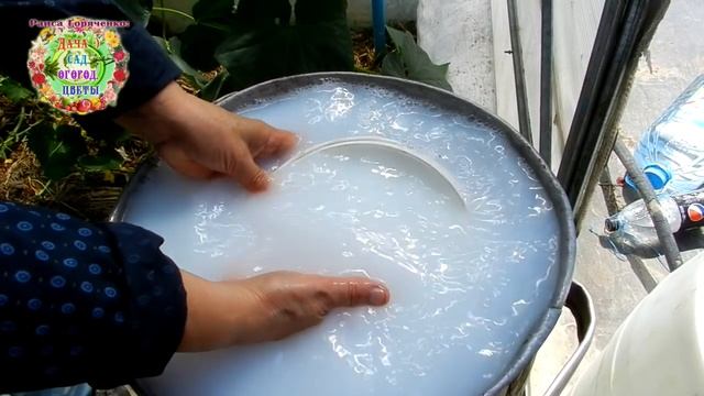 Оздоровительная подкормка огурцов с молоком. Середина лета. Дважды в месяц огурцы пьют молоко смотреть онлайн