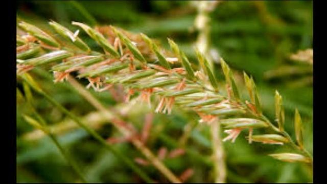 Райграс багатоукісний смотреть онлайн