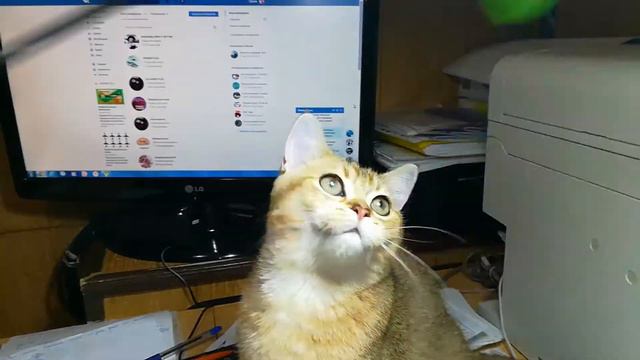 Шотландский кот Жульен, окрас ny25, возраст 4,5 месяца. смотреть онлайн