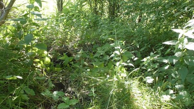 #мотоблок #метало #коп смотреть онлайн