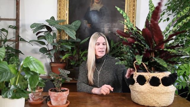 Calathea Care And Collection | Beautiful Foliage Indoor Plants