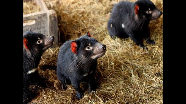 Тасманійський диявол (все про тварину) смотреть онлайн