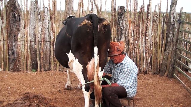 [VIDA NA ROÇA]Pecuarista Geovane, Vaqueiro João do Ó, Corta Palma e tira Leite das Vacas, Parte 02🌵 смотреть онлайн