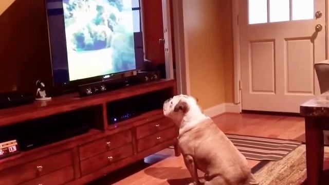 Bulldog sits too close to the TV..... смотреть онлайн