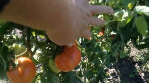 Томат "Настенька"