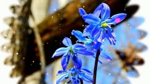 Футаж. Весенние цветы 3