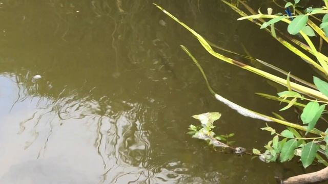 Рыбалка с лодки на реке Великая вторая серия щучки перекат птицы лето Псковская область июль 2021 смотреть онлайн