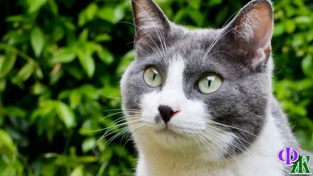 - Здесь я живу! А всяким ПСАМ здесь НЕ МЕСТО! - Кот зашипел и замахнулся лапой на щенка, но… смотреть онлайн