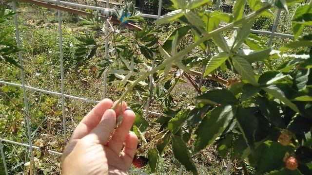 Ежевика дигустирую,размножаю. смотреть онлайн