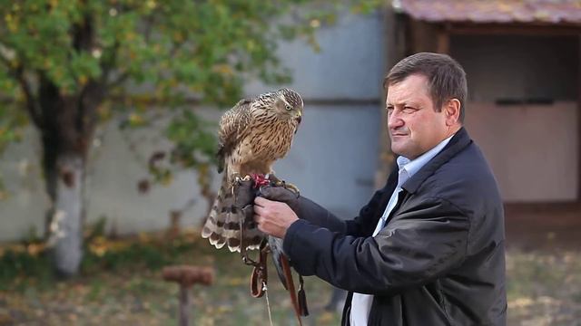 Соколиная охота в Казани смотреть онлайн