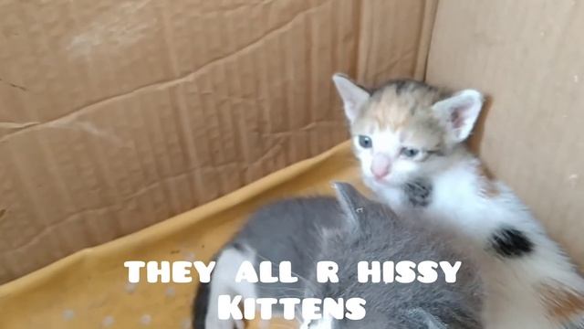 Rescue Cat Family Mother Cat And Her 3 Hissy Kittens