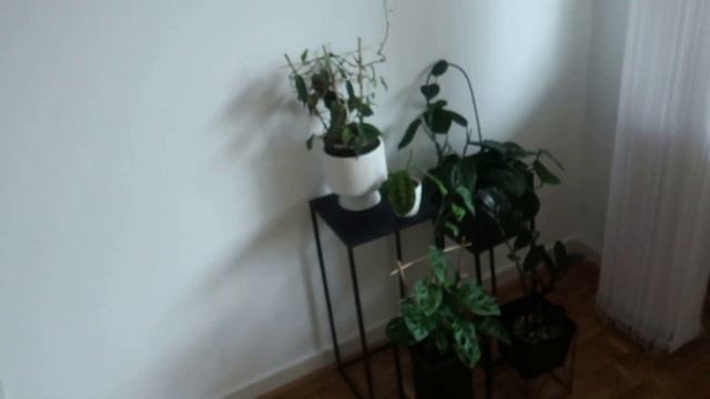 NEW PLANT!/NOWA ROŚLINKA/ANTHURIUM SILVER BLUSH/Przesadzam rośliny do seramisu смотреть онлайн