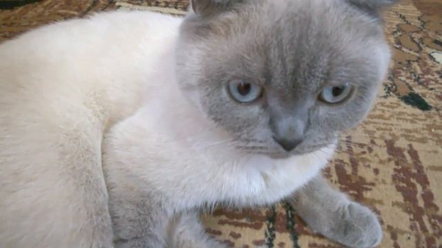 Самые дорогие популярные смешные знаменитые красивые необычные кошки в мире Поделки с детьми! смотреть онлайн