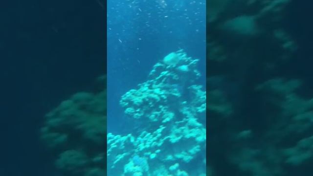 черепаха в красном море смотреть онлайн