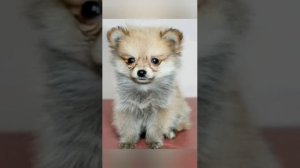 Помчи. Редкая порода собачки.