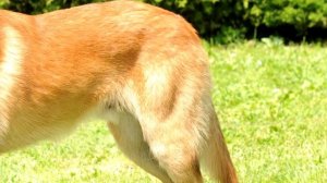 Малинуа - короткошерстная бельгийская овчарка: описание породы собак