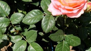 Роза Notre Dame du Rosaire Massad Франция.