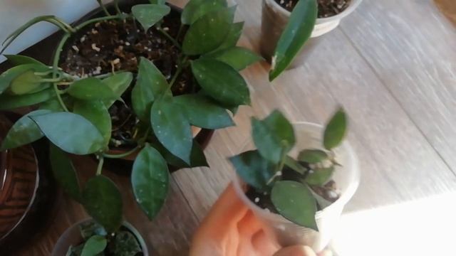 ХОЙЯ вариегатность /сплеш / альбиносы. Посылка №3 Продолжение спустя месяц смотреть онлайн