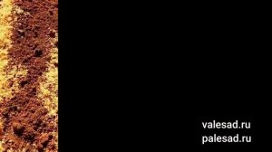ЧЕРНОЙ НОЖКИ НЕ БУДЕТ! 5 простых способов защитить рассаду от черной ножки