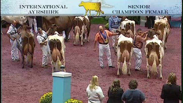 154 - Ayrshire - Senior Champion Female смотреть онлайн