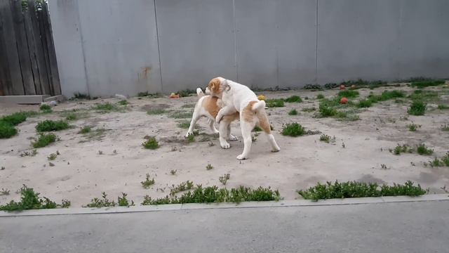 Щенячьи разборки смотреть онлайн