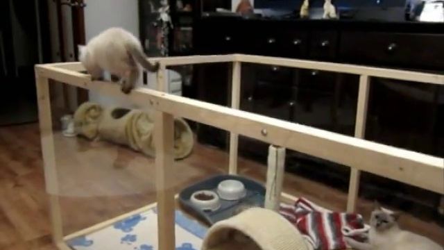 Funny kittens / Забавные котята смотреть онлайн
