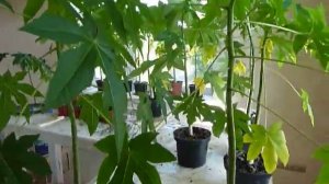 Папайя на подоконнике как вырастить - Тропический Сад