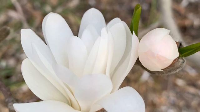 MAGNOLIA STELLATA ‘ROYAL STAR’