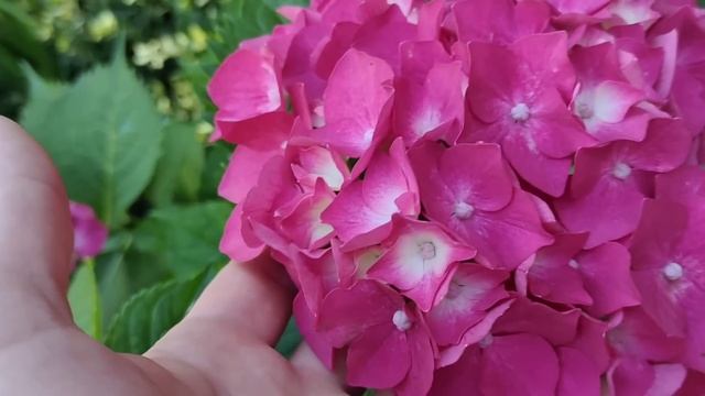 Красивый САД .Прекрасная пора. Лаванда . Гортензии : Руби Анабель, Пинк Анабель, Баблгам . смотреть онлайн