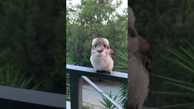 Gorgeous baby kookaburra ‘Waddles’ ? | National Bird Week | Pets & Animals | Shorts | ABC Australia смотреть онлайн