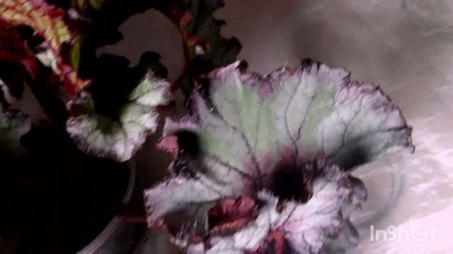 Частина моєї колекції ,бегоній з приставкою DS