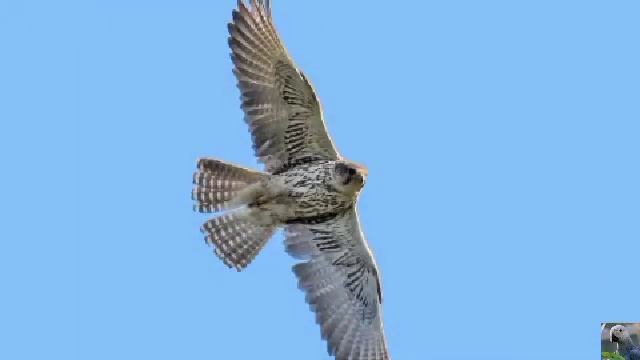 Голоса птиц: балобан смотреть онлайн