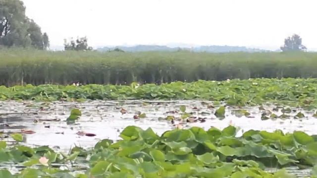База отдыха "Лотос" смотреть онлайн