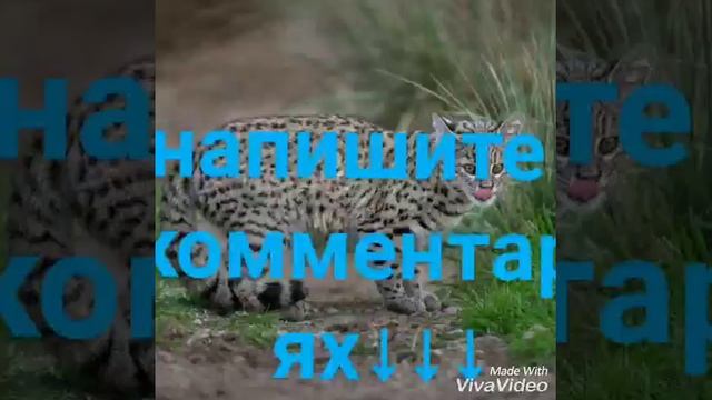 На какую песню снять пародию????? смотреть онлайн