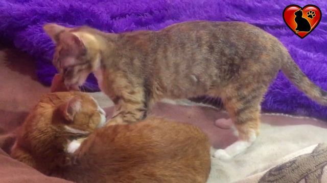 Рано утром на рассвете умываются котята смотреть онлайн