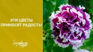 Эти цветы приносят радость!