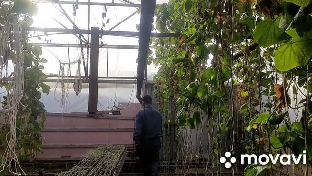 Чистка дымахода в теплице смотреть онлайн