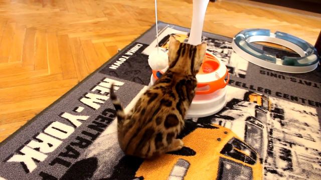 Бенгальксий котенок играет. Бенгальский кот смотреть онлайн