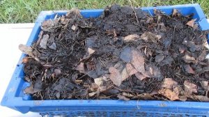 Калифорнийские черви - мой опыт выращивания