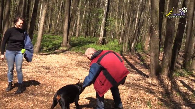Дьявольски детская смесь конвоя и движения рядом, доберман Тильда смотреть онлайн