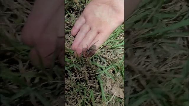 Wolf spider (Lycosidae: Hogna antelucana) Captured for Observation смотреть онлайн