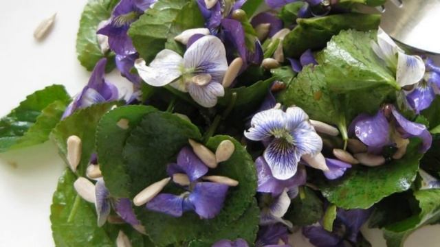 Sweet Violet (Viola Odorata) Edible Flowers Have Already Bloomed