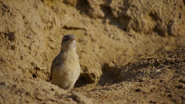 Птенец каменки-плясуньи нахохливается смотреть онлайн