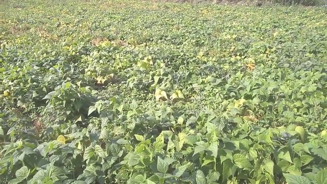 Вращивание фасоли....белая кустовая сахарная смотреть онлайн