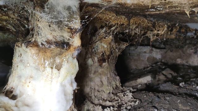 Плесень как вата захватила подпол открыл стену в подполе а там грибок который сжирает пол изнутри смотреть онлайн