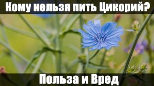 Цикорий: Польза и Вред. Чем полезен Цикорий? Противопоказания!
