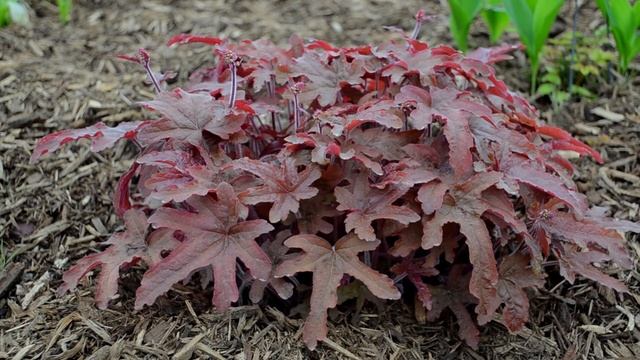 Red Rover Heucherella | Walters Gardens смотреть онлайн