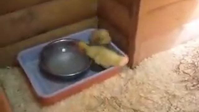 Самая красивая подборка про диких уток и домашних утят смотреть онлайн