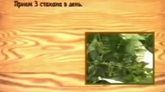 Крапива полезные лечебные свойства, противопоказания, рецепты смотреть онлайн